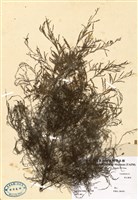 藏品(華北檉柳)的圖片